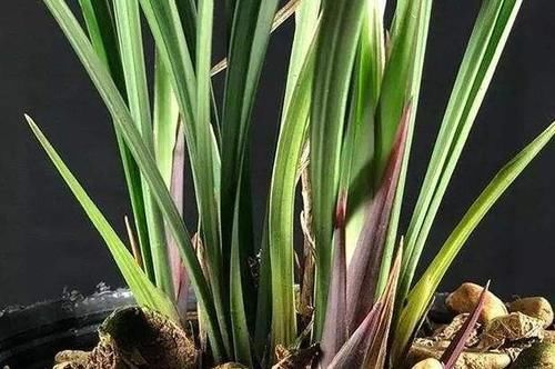 兰花从发芽到壮苗需要多长时间?