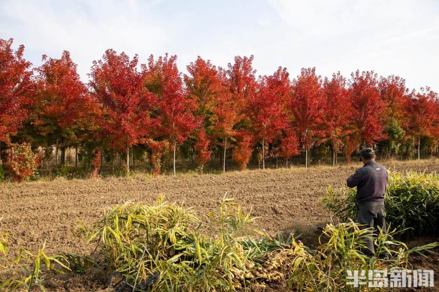 田野|赏红枫正当时