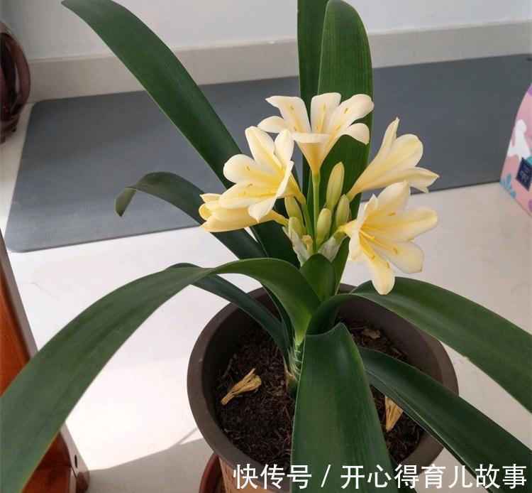 养花干货第七期,让君子兰长得旺的三种好货,你用过吗