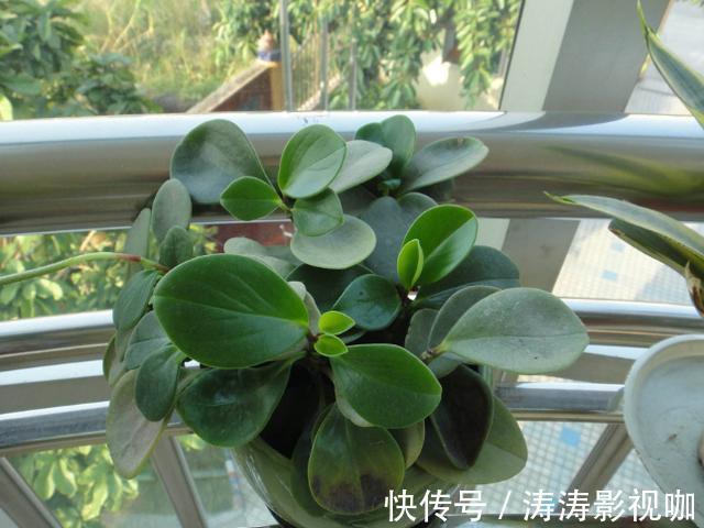 溶液|药片过期不知道该怎么处理养花就用上它们,可一举两得