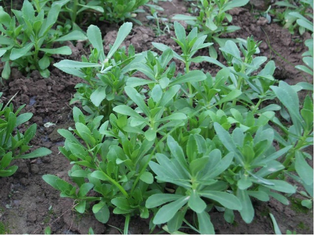 玉揪药解|此种野菜叫救心菜,俗称“土人参”,养护心脏、软化血管、降三高