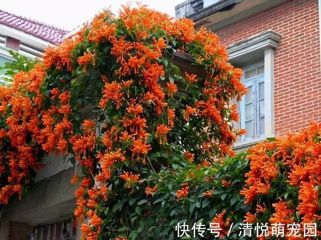 朋友|过年在朋友家住,院子设计太美了,满院子都是花卉,拍给大家看看
