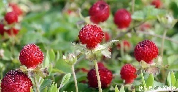 营养价值|乡下茅房边的“野草莓”,小时候摘了不敢吃,殊不知营养价值很高