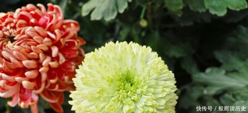 菊花|白居易最经典的一首咏菊诗,通篇意境高远,不失为一首难得的佳作