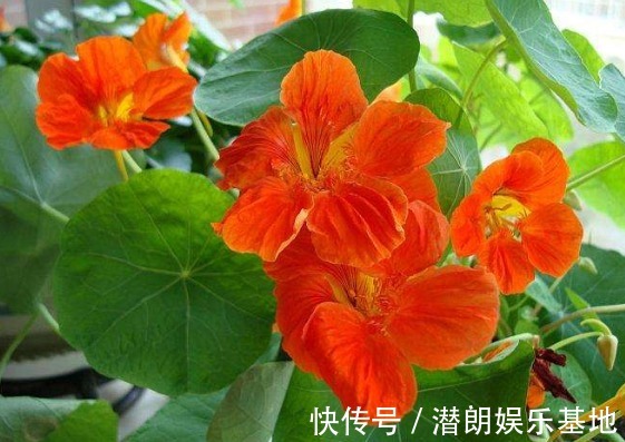 4款典雅的“淑女花”，高端大气上档次，养在客厅美出新天地，艳