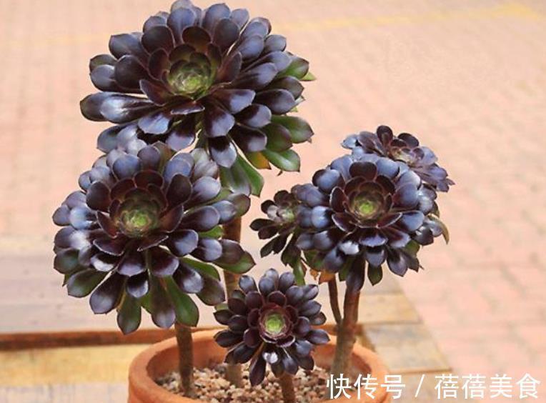 养多肉黑法师,掌握4个要点,叶片光泽长势好,养成群生手捧花