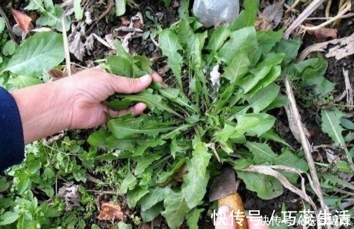 蒲公英|枸杞和“它”天生一对,不妨连喝一周,或许能助你清肝毒,养肾脏