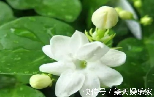 强身健体|女性要排毒,离不开4种食物,滋阴降火,净化血液,滋养女性子宫