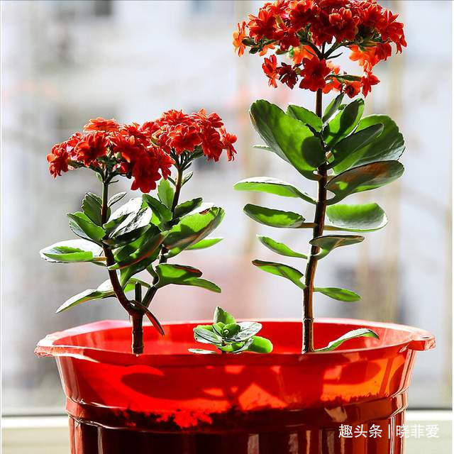 病虫害|长寿花什么时候修剪三种情况赶紧剪，越剪越旺盛，开成大花球