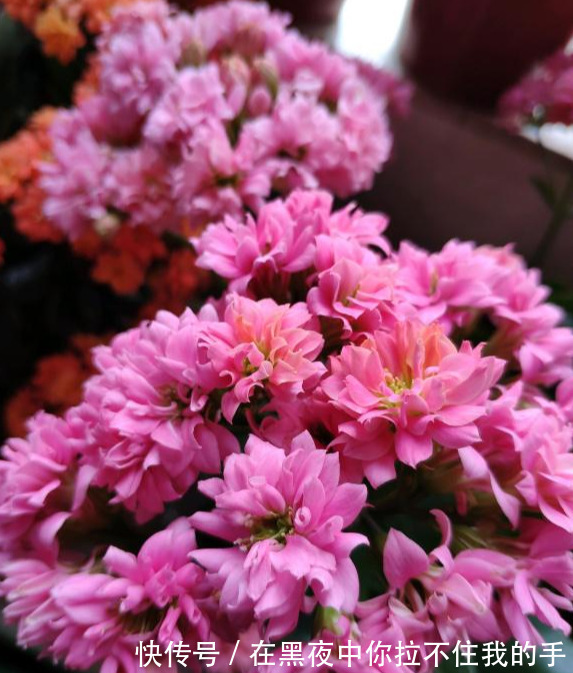 秋天到长寿花“撒欢长”，教你3个窍门，摁住枝条，长花苞