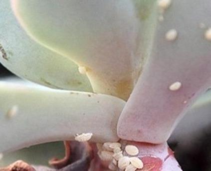 花盆里有蚧壳虫喷一喷,埋点药,蚧壳虫一网打尽