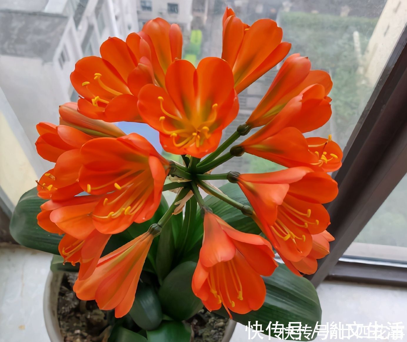 光照|冬天养君子兰，这件事新手不知道，老手易忽略，做好根壮花美