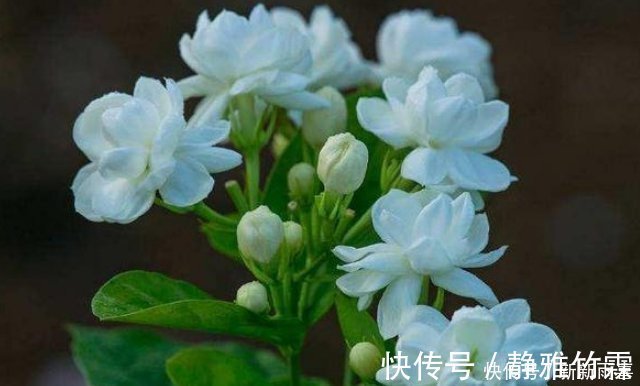 茉莉花|“茉莉花”开花少消除“2个”隐患,花苞不断冒,开花爆满枝