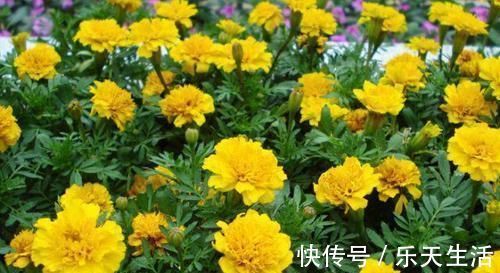 花卉|什么淘米水、黄豆水都不如1勺小粉末,一月给花用一次,花量翻倍