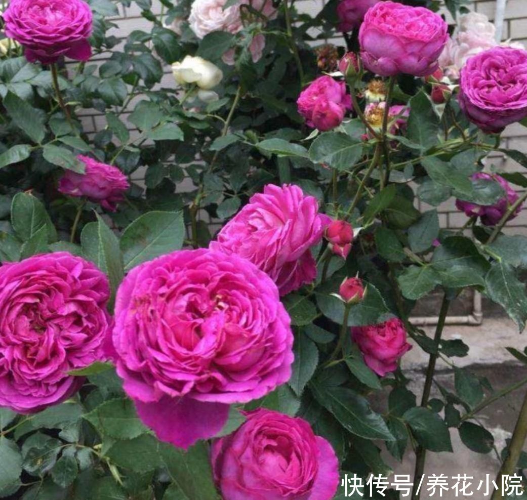 孕蕾|夏天养3种花，记得要勤修剪，否则只长叶子，开花少