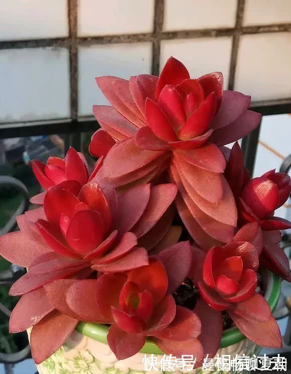 唐印|6种多肉好养活,夏天不休眠,晒晒太阳红彤彤,度夏也萌