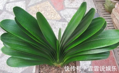 基肥|家居养花君子兰盆中加入这3种物质，还需要施肥吗