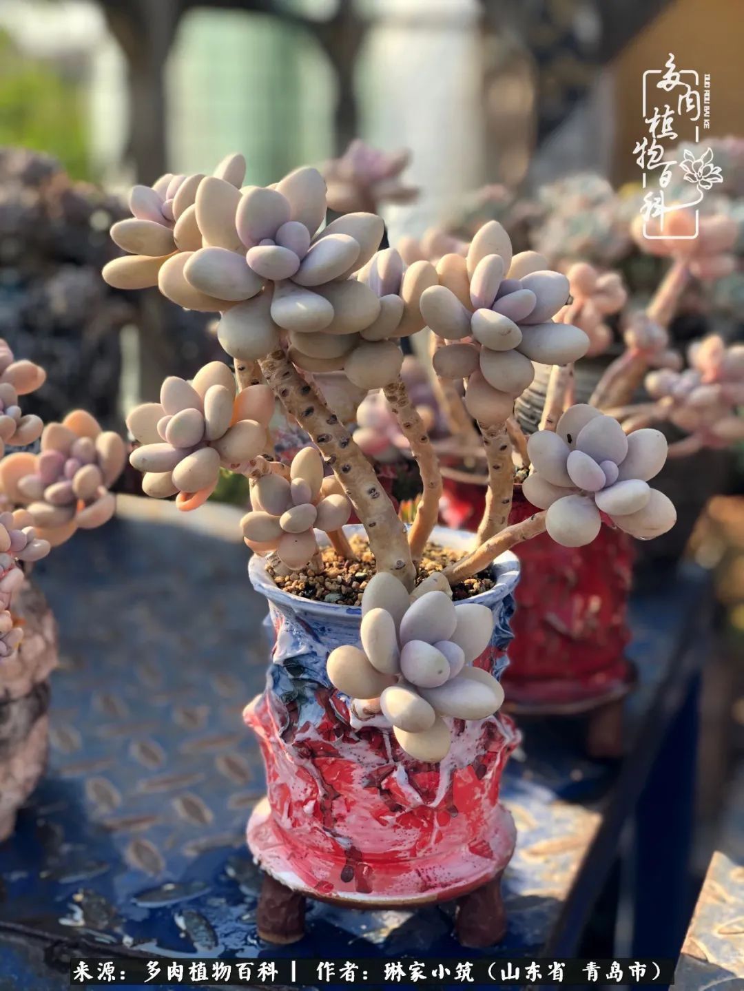 多肉|有史以来最厉害的一场寒潮，治好了我养多肉这些年的“坏毛病”