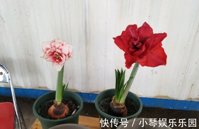 朱顶红开完花不能剪,施点肥水,一年爆出好多球!