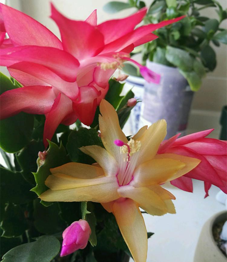 养蟹爪兰,一看一控,营养高,开花妙