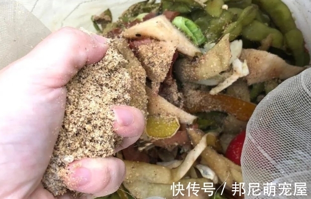 果皮堆肥养花,误入这4个坑,不仅无益反而有害