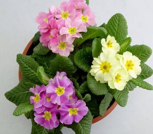 这5种花卉可称为开花劳模，个个漂亮还好养