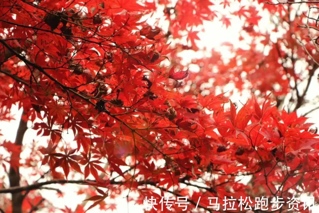 半程马拉松|倒计时2天!2022年首场金牌马拉松新闻发布会及报名即将开启!