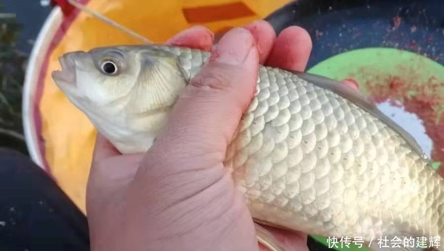 用法|实话告诉你,自从发现这饵料用法,夏钓再难也照样爆护,莫忽视