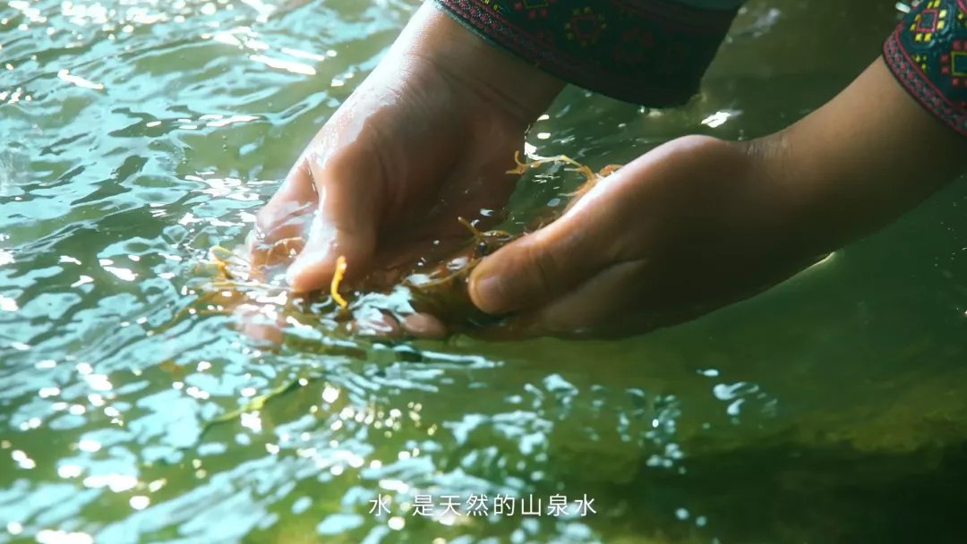 标准|三七就得选文山的？很少人知道，这才是三七金标准……