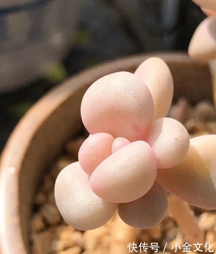 红稚莲|以阳光为滤镜,蓝天为背景,期待拥抱春天,拥抱自然!