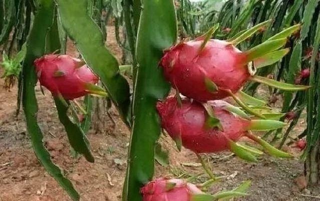 雪莲|水果如何在收获前生长稠密但昂贵雪莲很尴尬我不是《红薯》