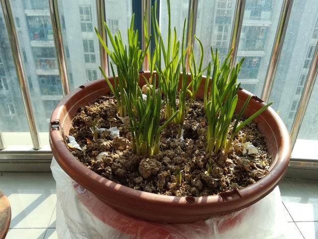 大蒜上下切两刀,找个废油桶埋进去,大蒜苗割一茬长一茬