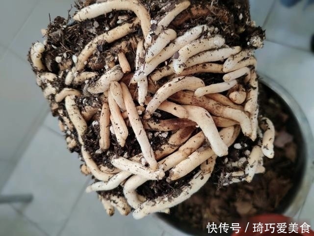 君子兰肥足长得壮，4种“肥水”轮着浇，10枝花箭一起蹿出来