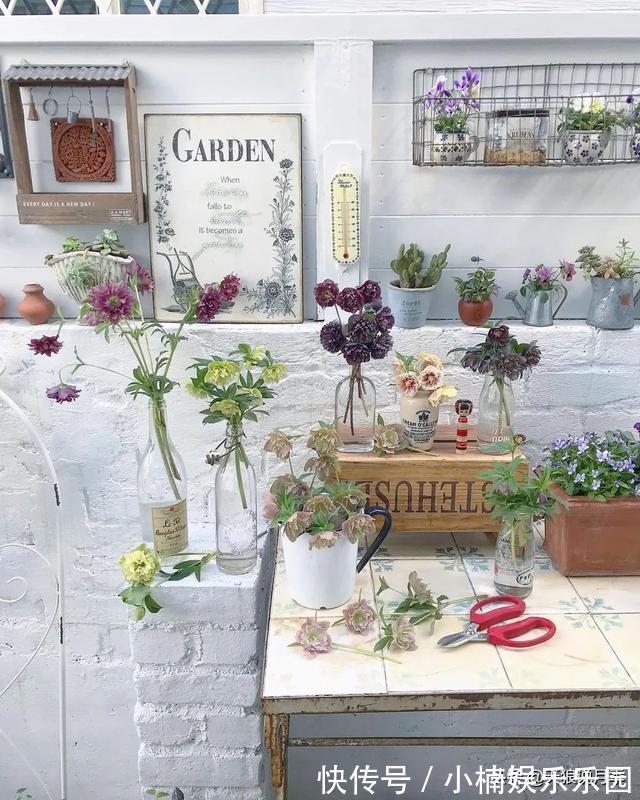 毛地黄|小空间花园打造指南丨四季开花不断,她是怎么做到的?