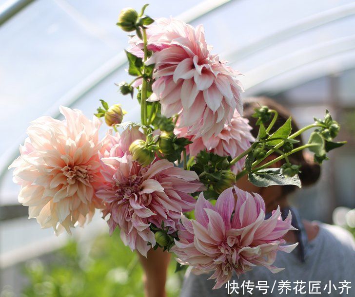 花园|它是花园的“顶梁柱”,从春开到秋,从来不嫌累,关键是好养