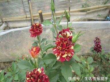 好特别的“1种花”,很多人都说“头回见”,你见过!