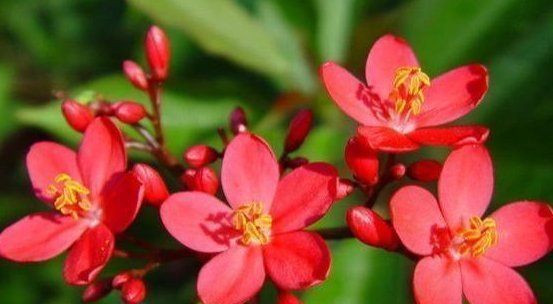 世界上花期“最长的花”,一年开300天,颜色漂亮也十分受欢迎