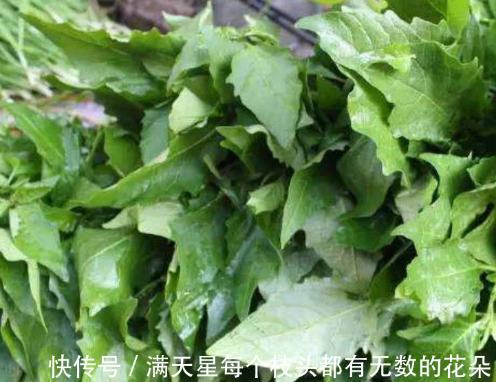 效用|这野菜不过3元1斤，炖汤喝比羊肉还滋补，孩子吃了能预防感冒