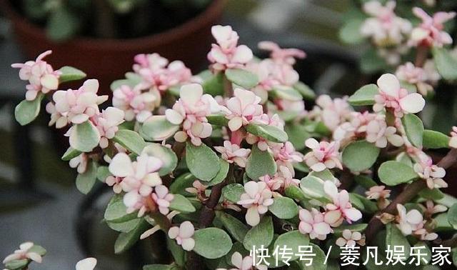 株型精致易培养成老桩，学会这4点，自己在家扦插“金枝玉叶”