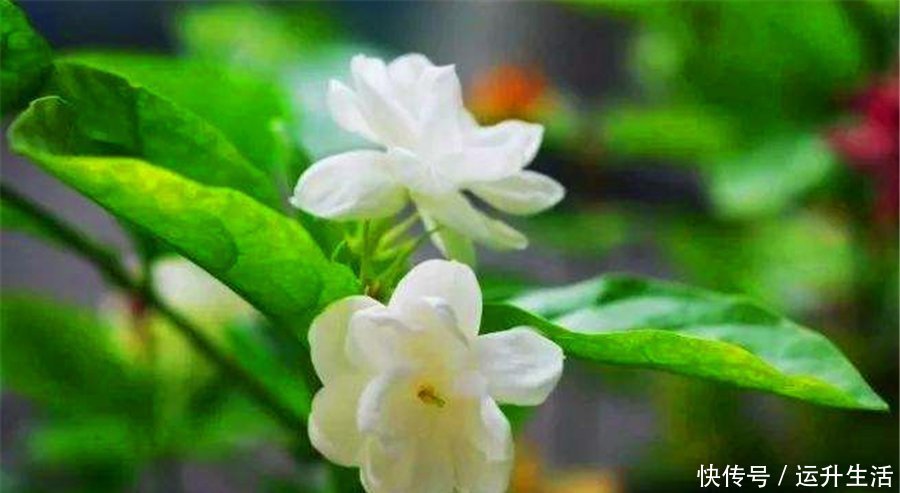 磷酸二氢钾|7月养茉莉花,浇水有讲究,掌握“5个要点”,叶子翠绿开爆盆