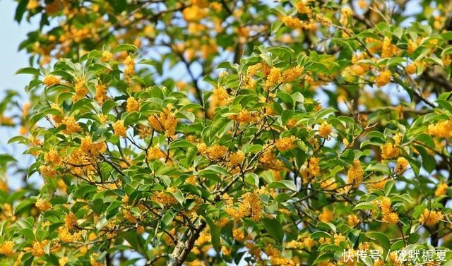 有院子就种4种树，老祖宗留下的“顺口溜”，不是没有道理！