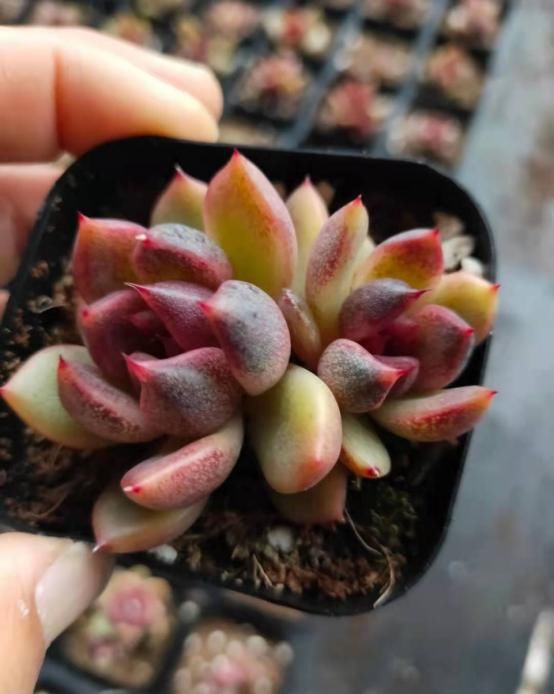 此款多肉名字霸气，养殖方法却很简单，满足这4点就够了