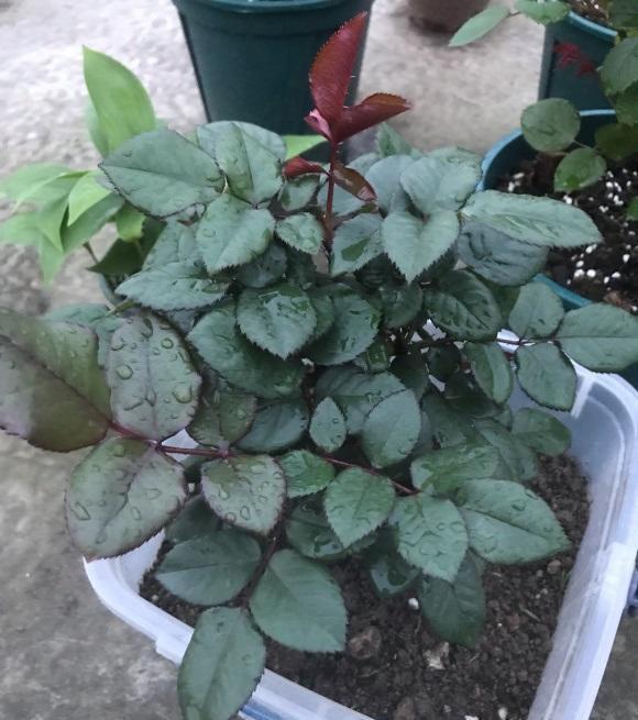 蔷薇是蔷薇,月季是月季,两种花不一样,别把蔷薇种到盆里