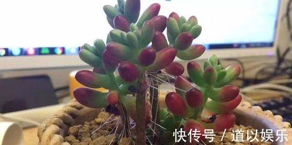 多肉虹之玉长气生根，该如何对症解决学着这么办好减少伤亡