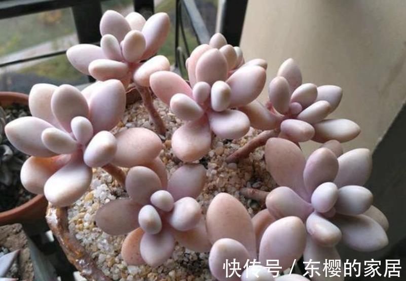 新手养多肉,2件事做错了,难怪养几年也不长个