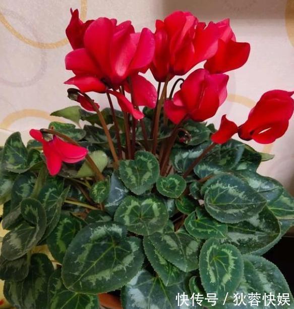 此种植物是多年生长的球根花 又叫兔耳花 花开2 3朵成簇 粉紫色 此种植物是多年生长的球根花 又叫兔耳花 花开2 3朵成簇 粉紫色