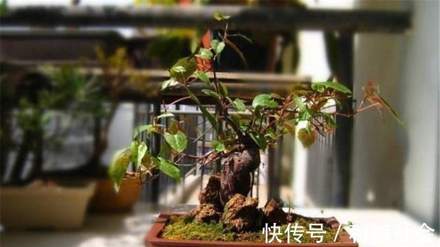 灵芝|4种“名贵中药”做盆景,一养就是30年,土豪出价“5万”都不卖!