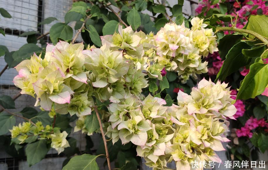 别再被“小窍门”忽悠了,这些才是真正的好花肥