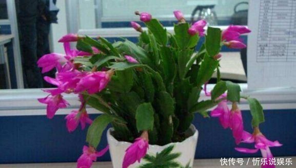 家里|4种花花期超长,家里养一盆四季有花赏,又美又好养