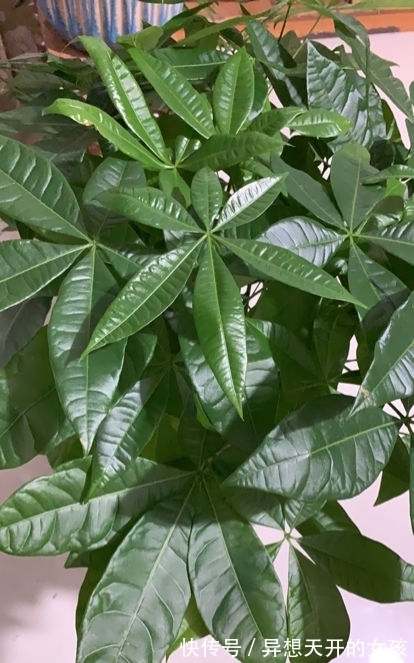 10种需要“干养”的花,不要''灌''着它们,不然全都烂根